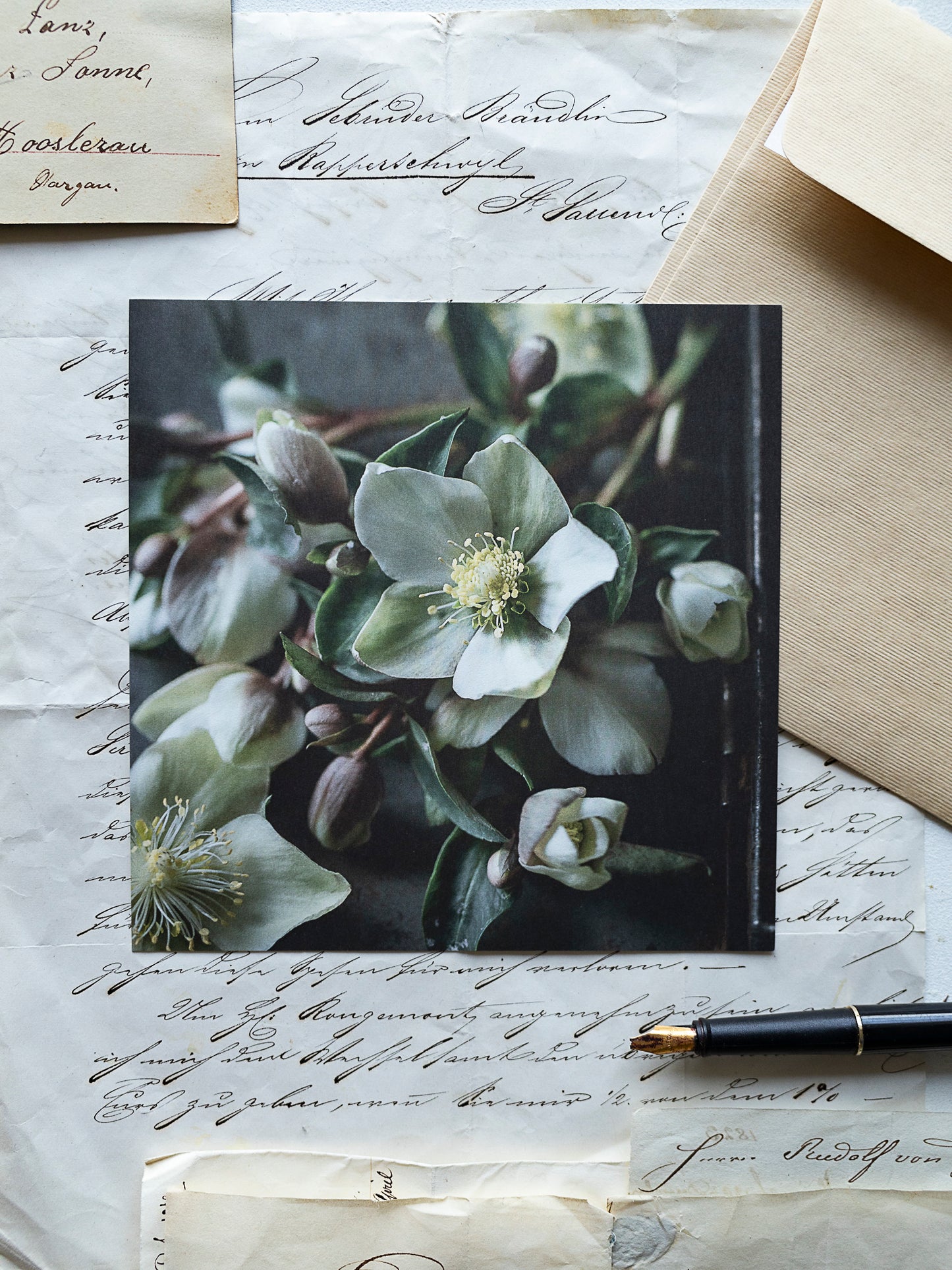 Von edler Art Helleborus