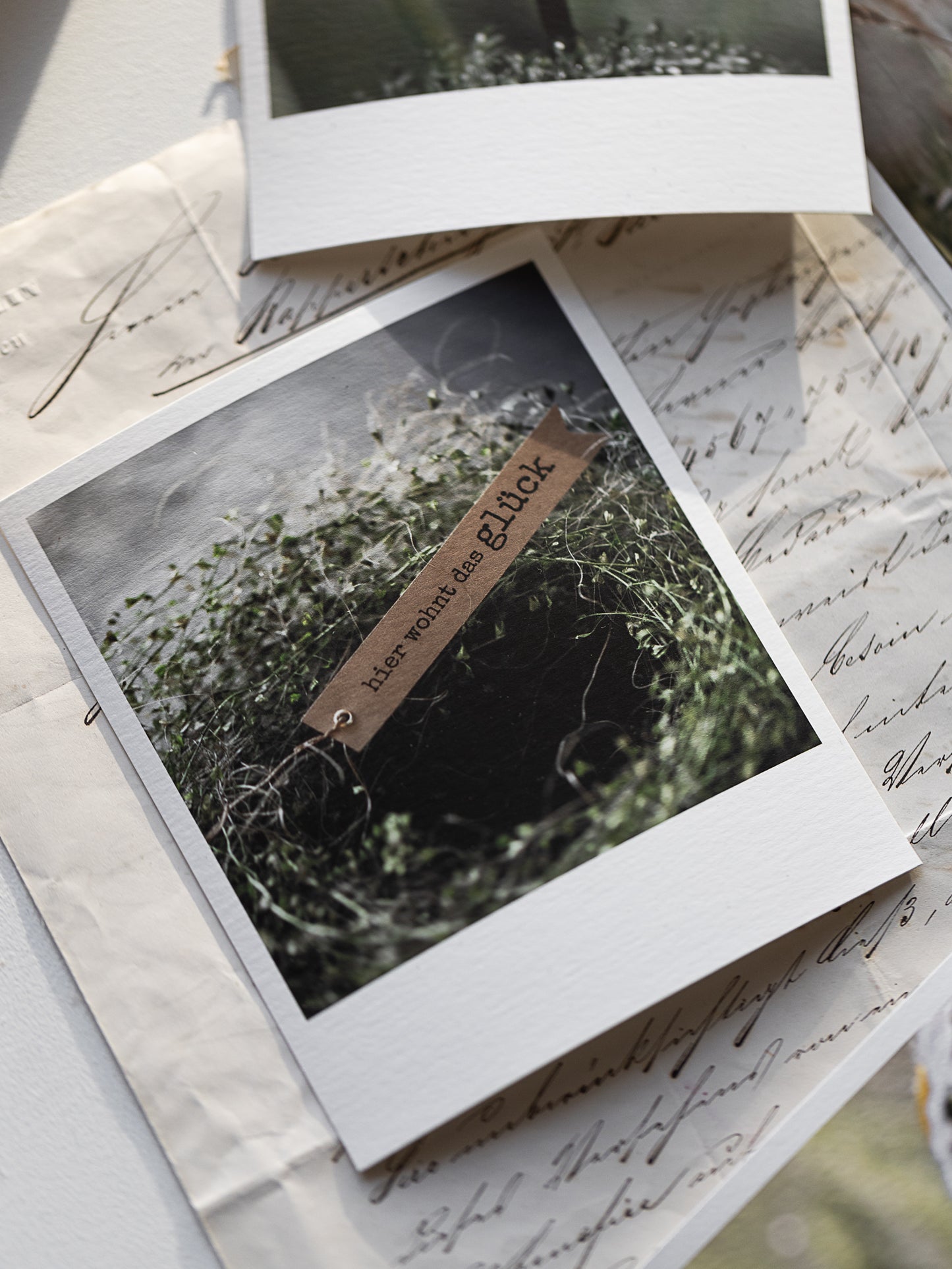 Die kleinen Feinen Margeritenglück