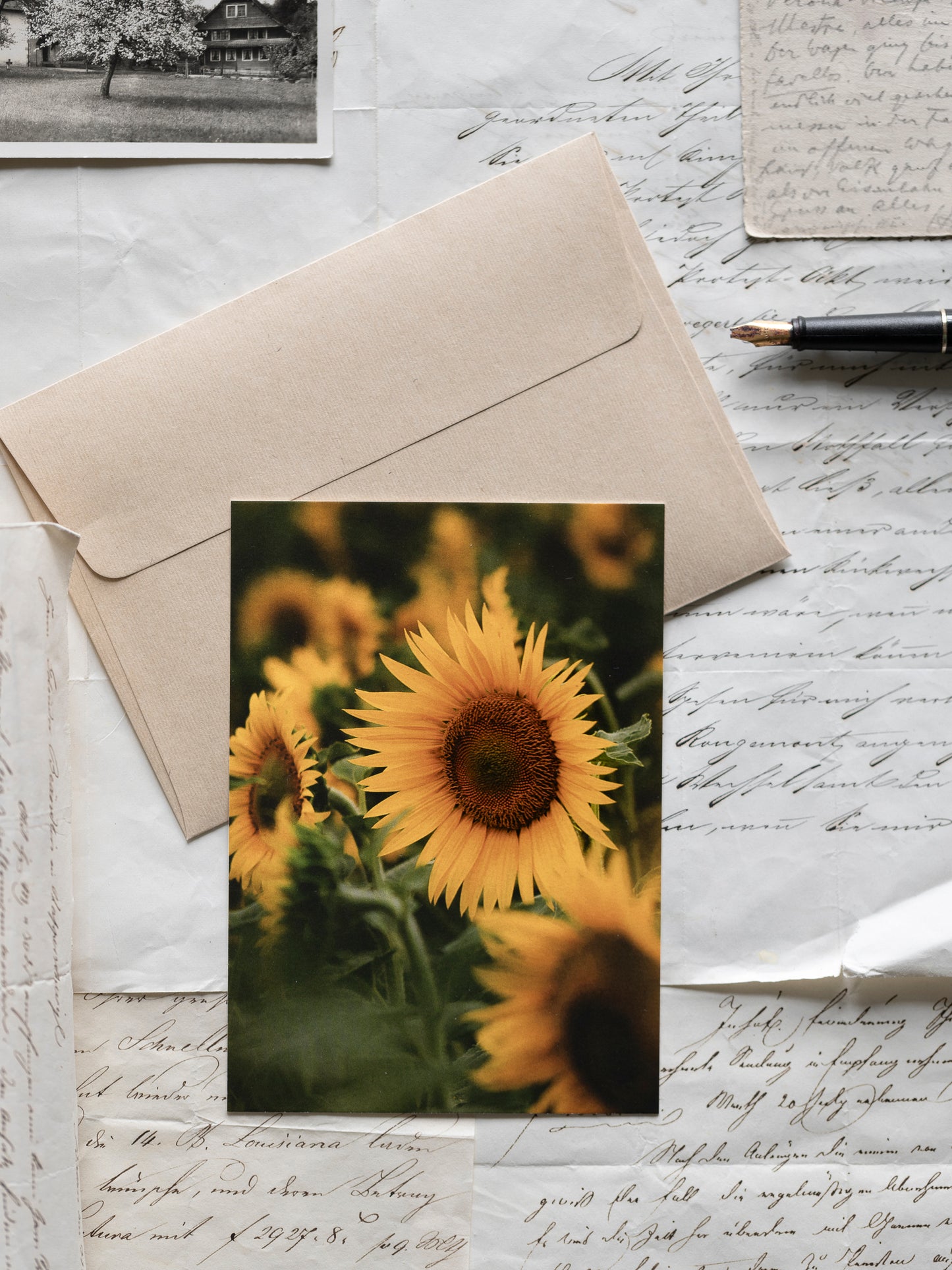 Postkarte Sonnenblumenfeld