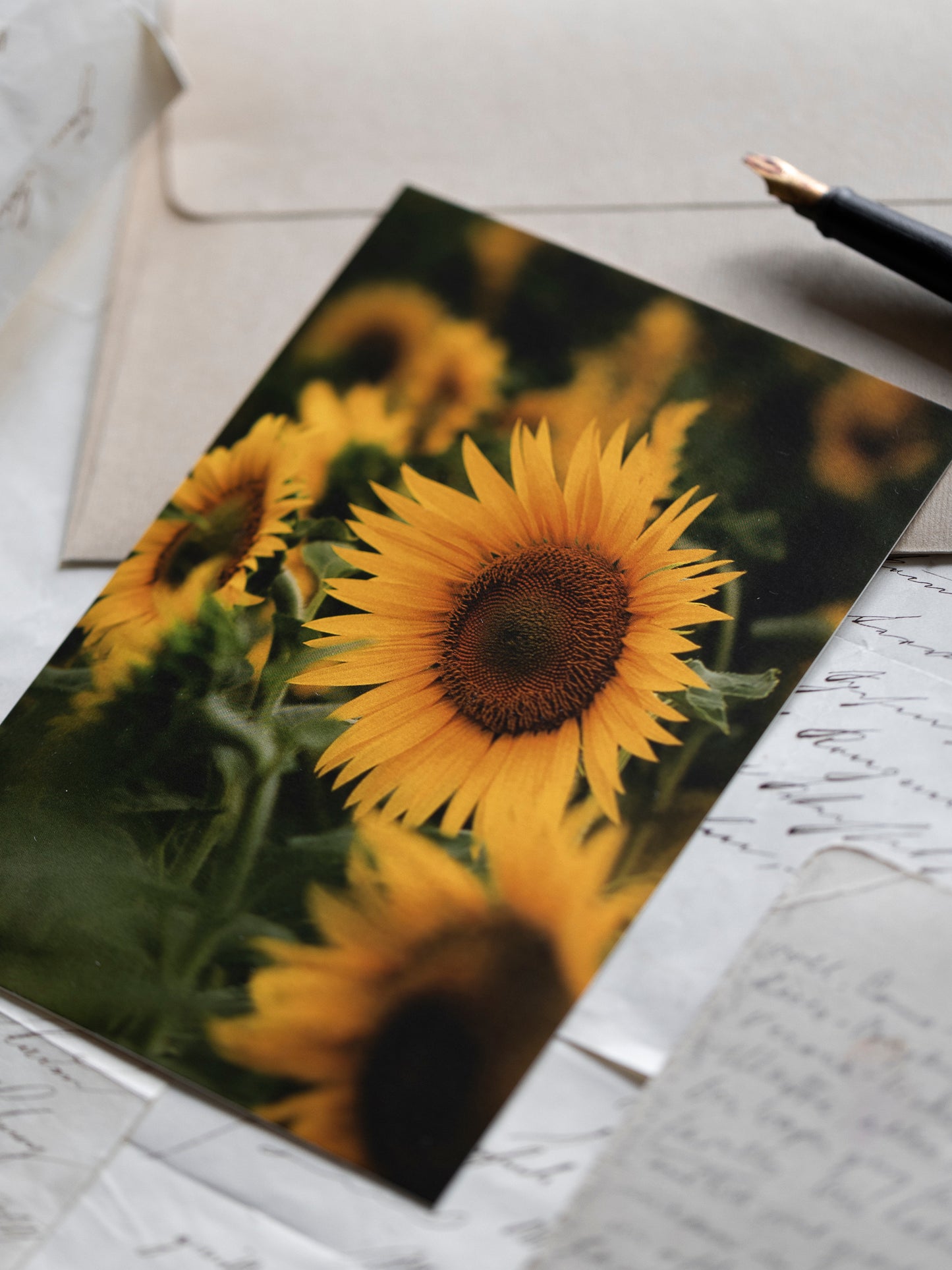 Postkarte Sonnenblumenfeld