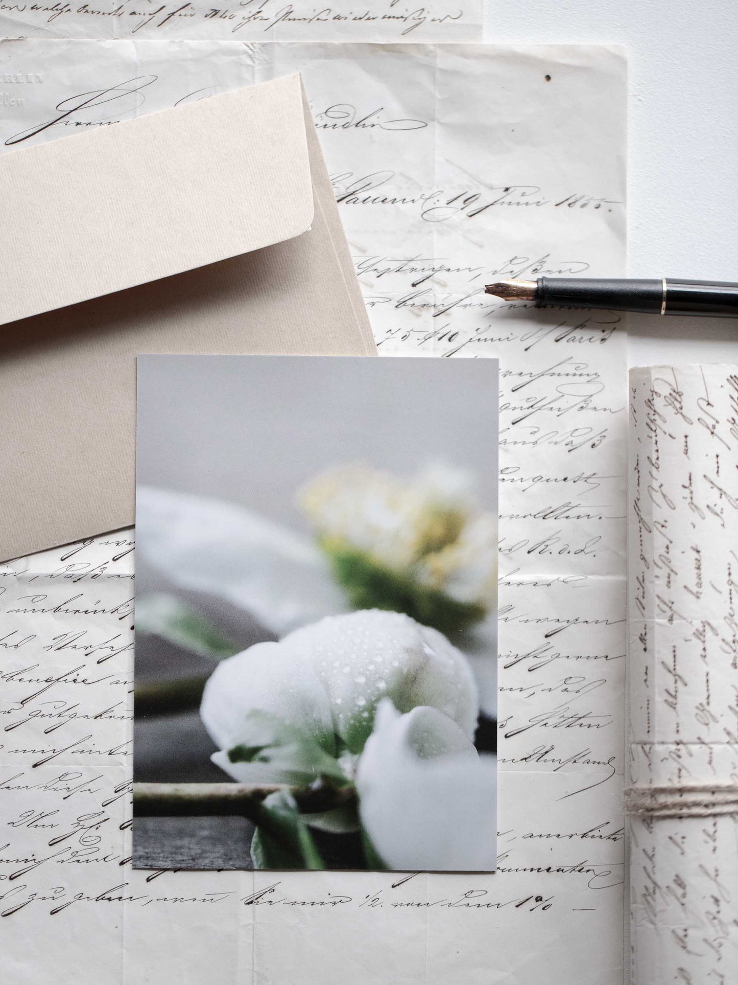 Postkarte Helleborus