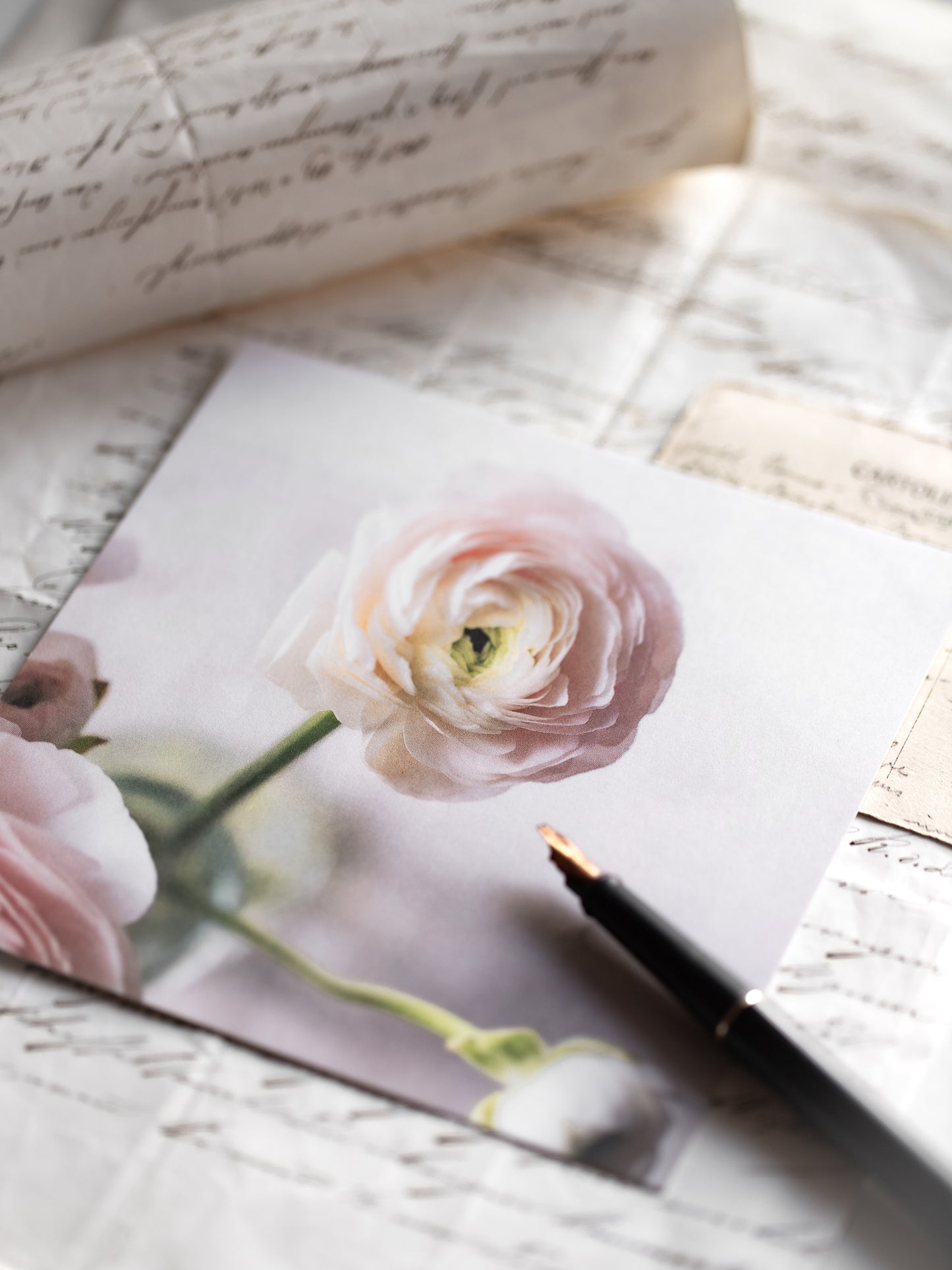 Von edler Art Ranunkelrosa