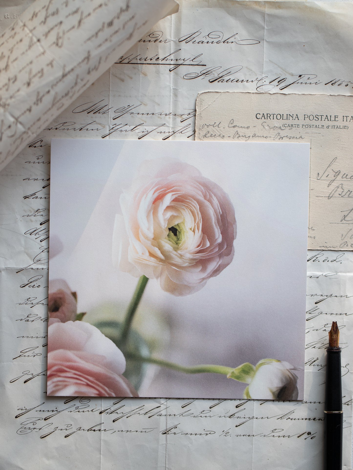 Von edler Art Ranunkelrosa