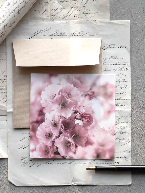 Von edler Art Kirschblüten