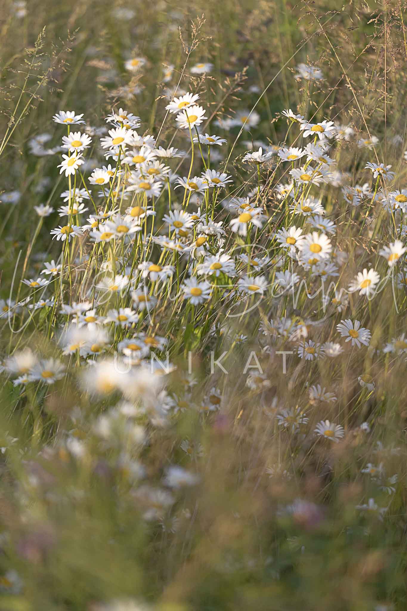 Margeriten Sommerwiese - Digitales Foto zum Download