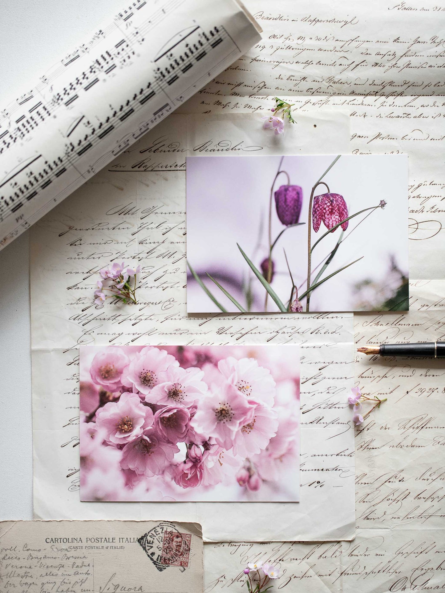 Postkarten Set Frühlingsrosa
