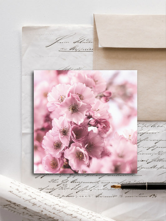 Von edler Art Kirschblüten