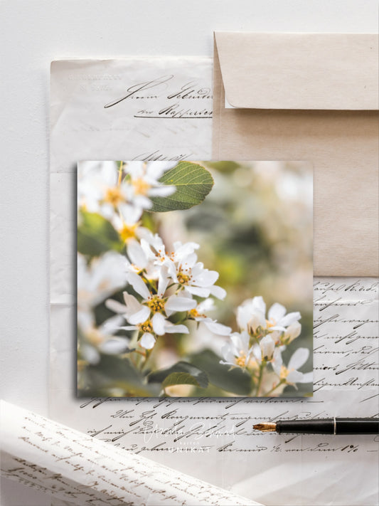 Von edler Art Felsenbirne