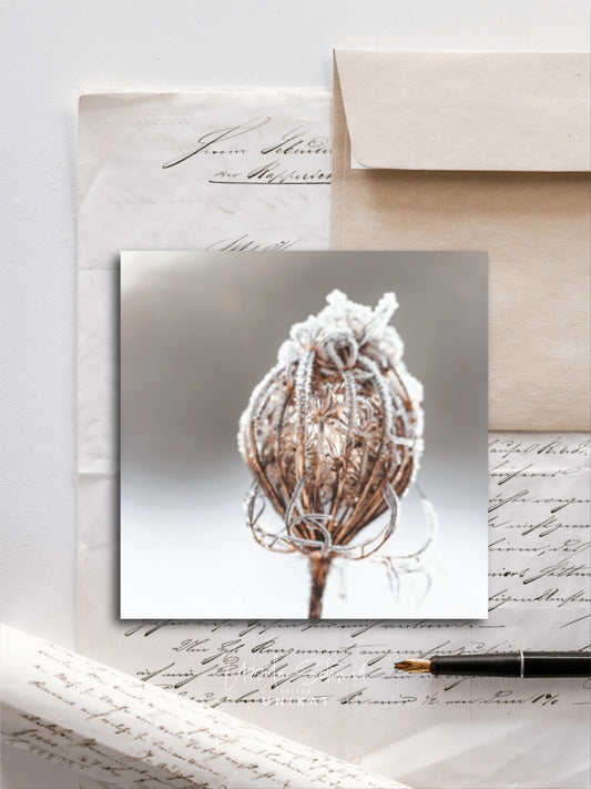 Von edler Art Wilde Möhre