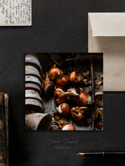 Von edler Art Tulpenzwiebeln