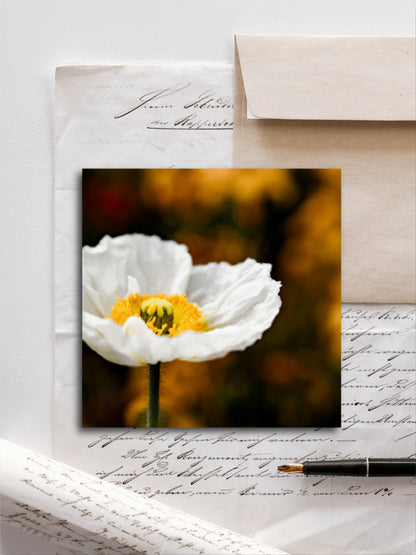 Von edler Art weisse Mohnblüte