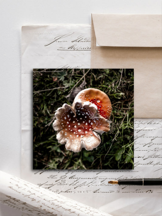 Von edler Art Waldpilze