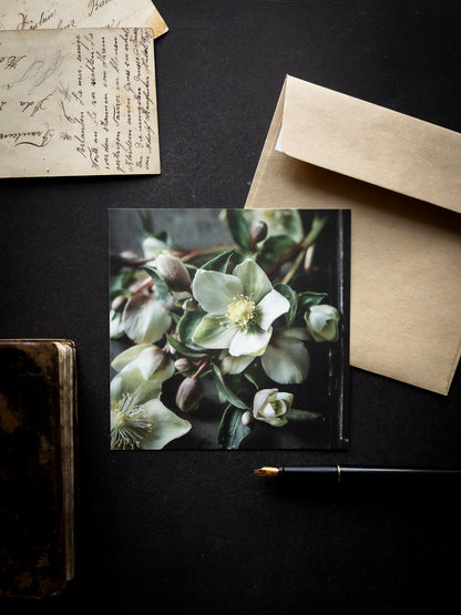 Von edler Art Helleborus