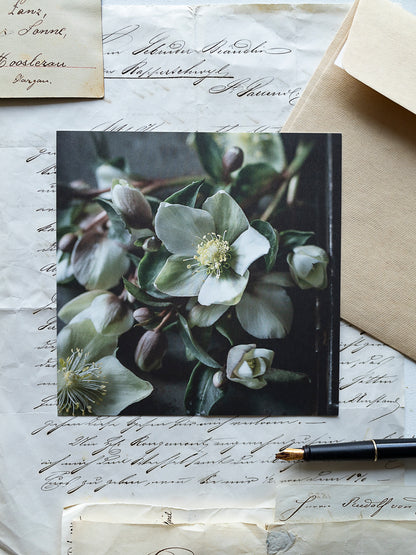 Von edler Art Helleborus