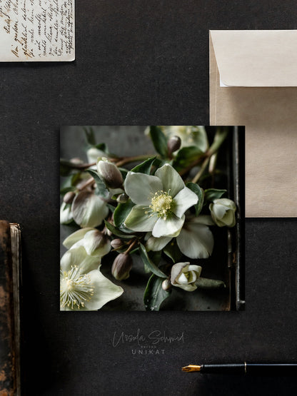 Von edler Art Helleborus
