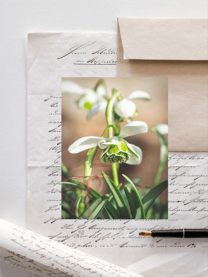 Frühlingstanz Postkarten-Set