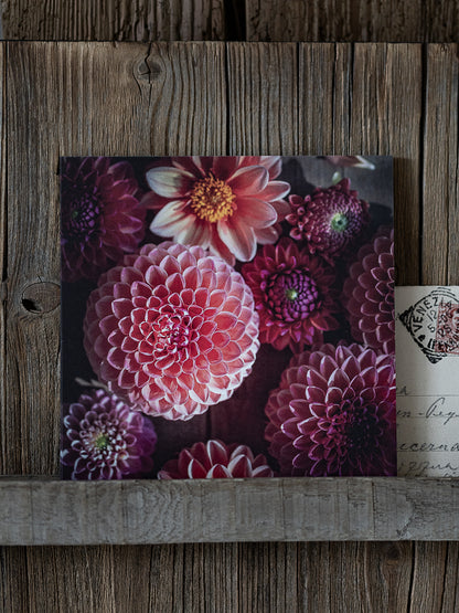 Von edler Art Dahlienblüten