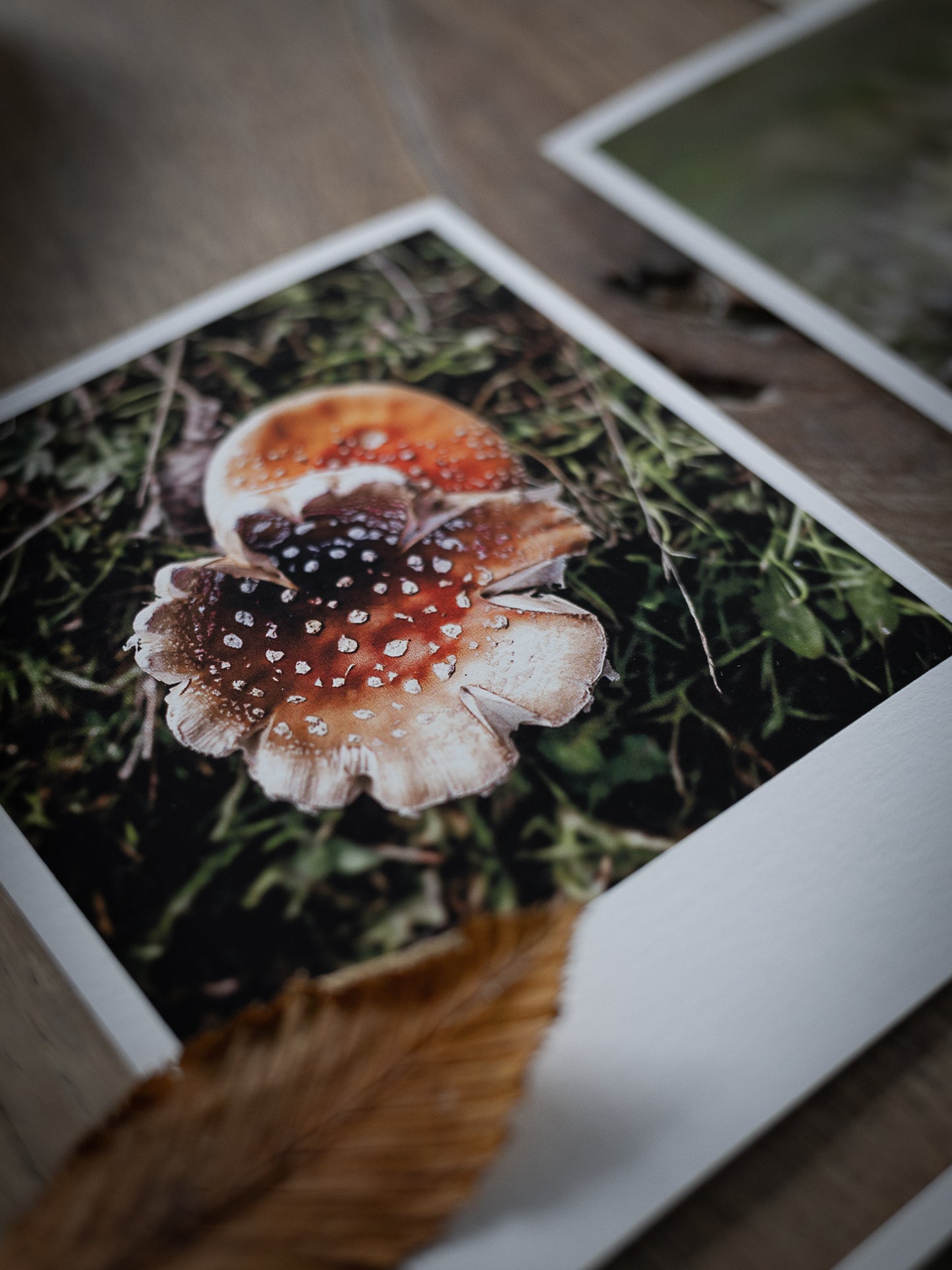 Die kleinen Feinen Waldbodenzauber