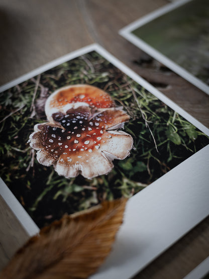 Die kleinen Feinen Waldbodenzauber