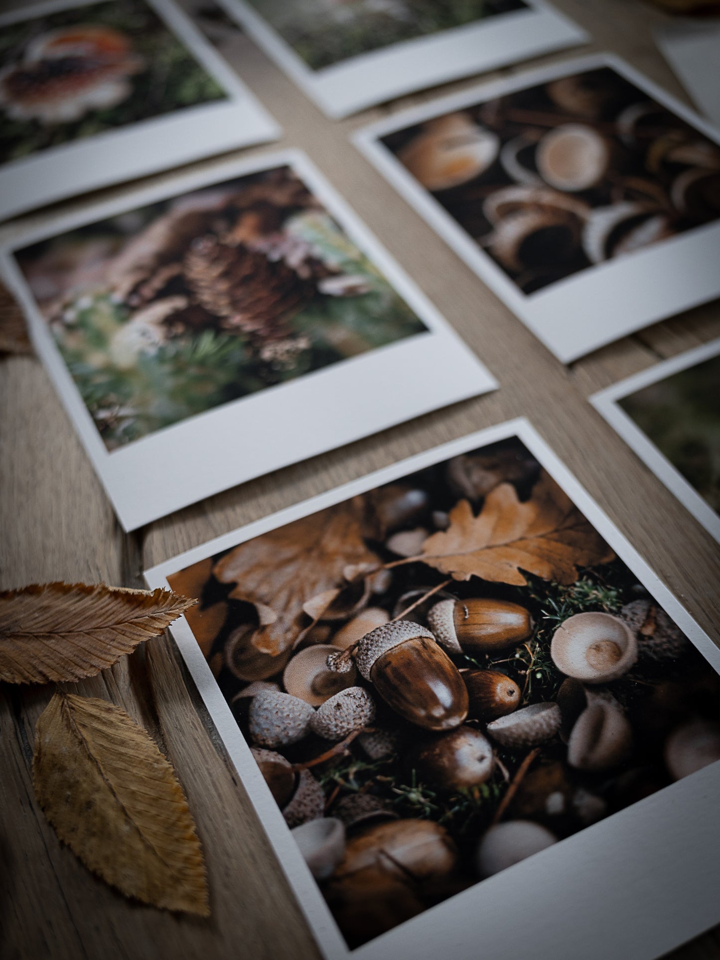 Die kleinen Feinen Waldbodenzauber
