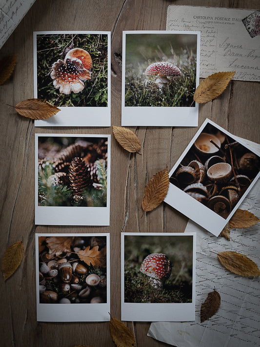 Die kleinen Feinen Waldbodenzauber