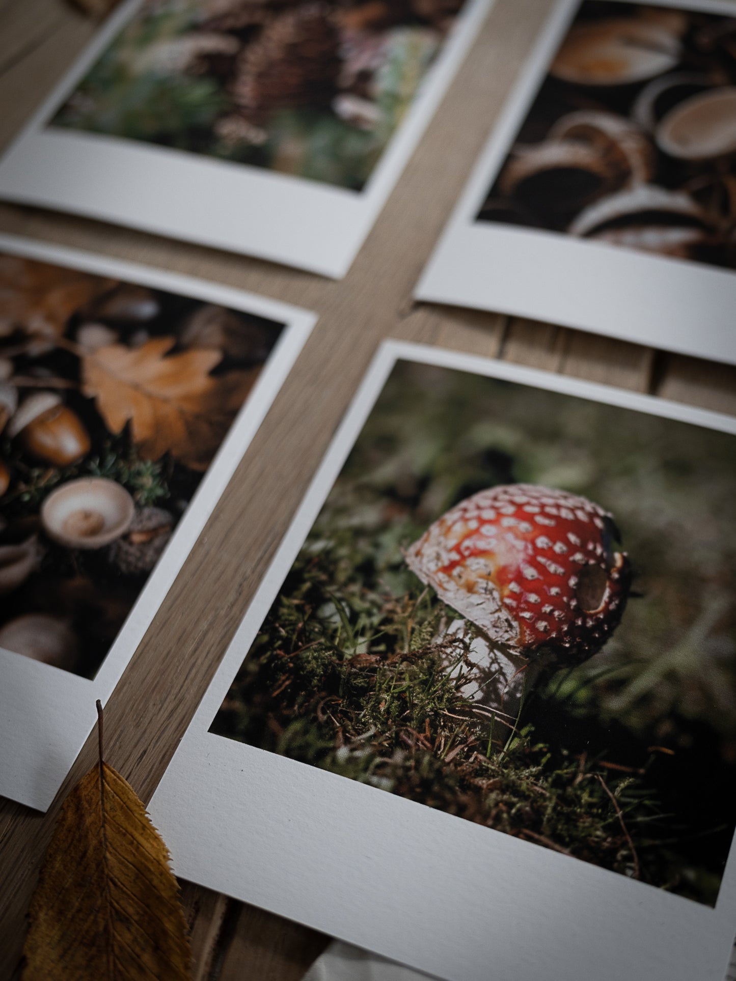 Die kleinen Feinen Waldbodenzauber