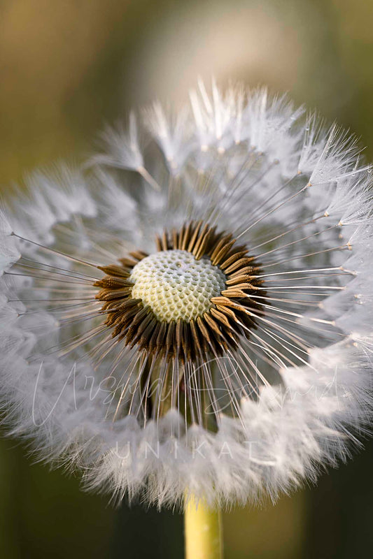 Löwenzahnserie -  4 Digitale Fotos zum Download