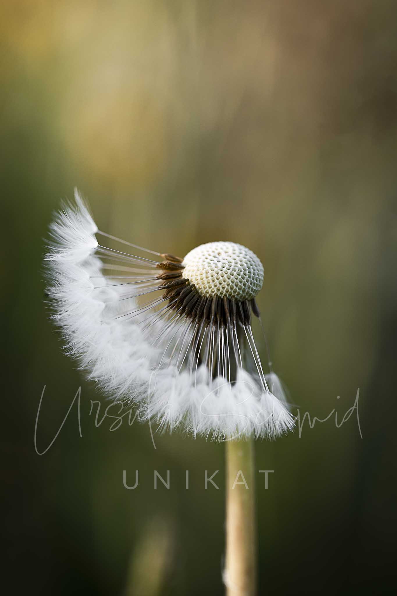 Löwenzahnfoto für Poster & Wandbilder – Naturfoto von UNIKAT Ursula Schmid