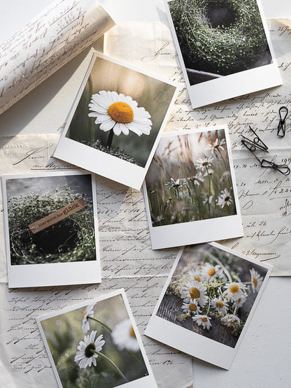 Die kleinen Feinen Margeritenglück