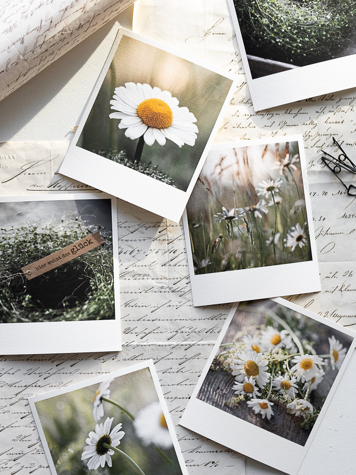 Die kleinen Feinen Margeritenglück