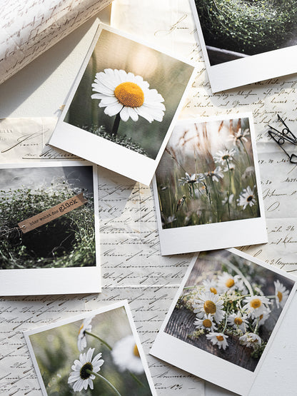 Die kleinen Feinen Margeritenglück