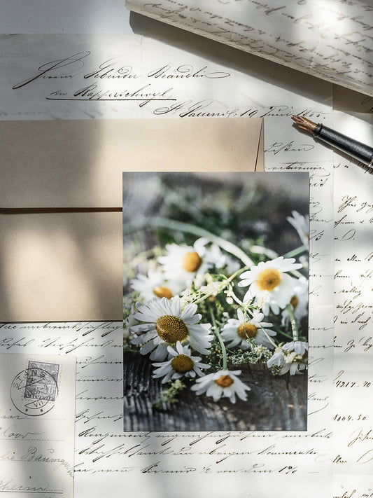 Postkarte Margeriten