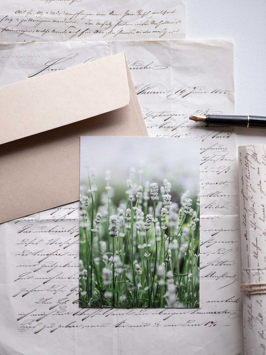 Postkarte weisser Lavendel