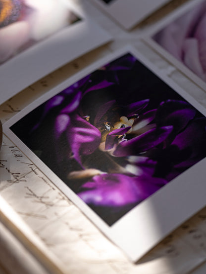 Die kleinen Feinen Violetta
