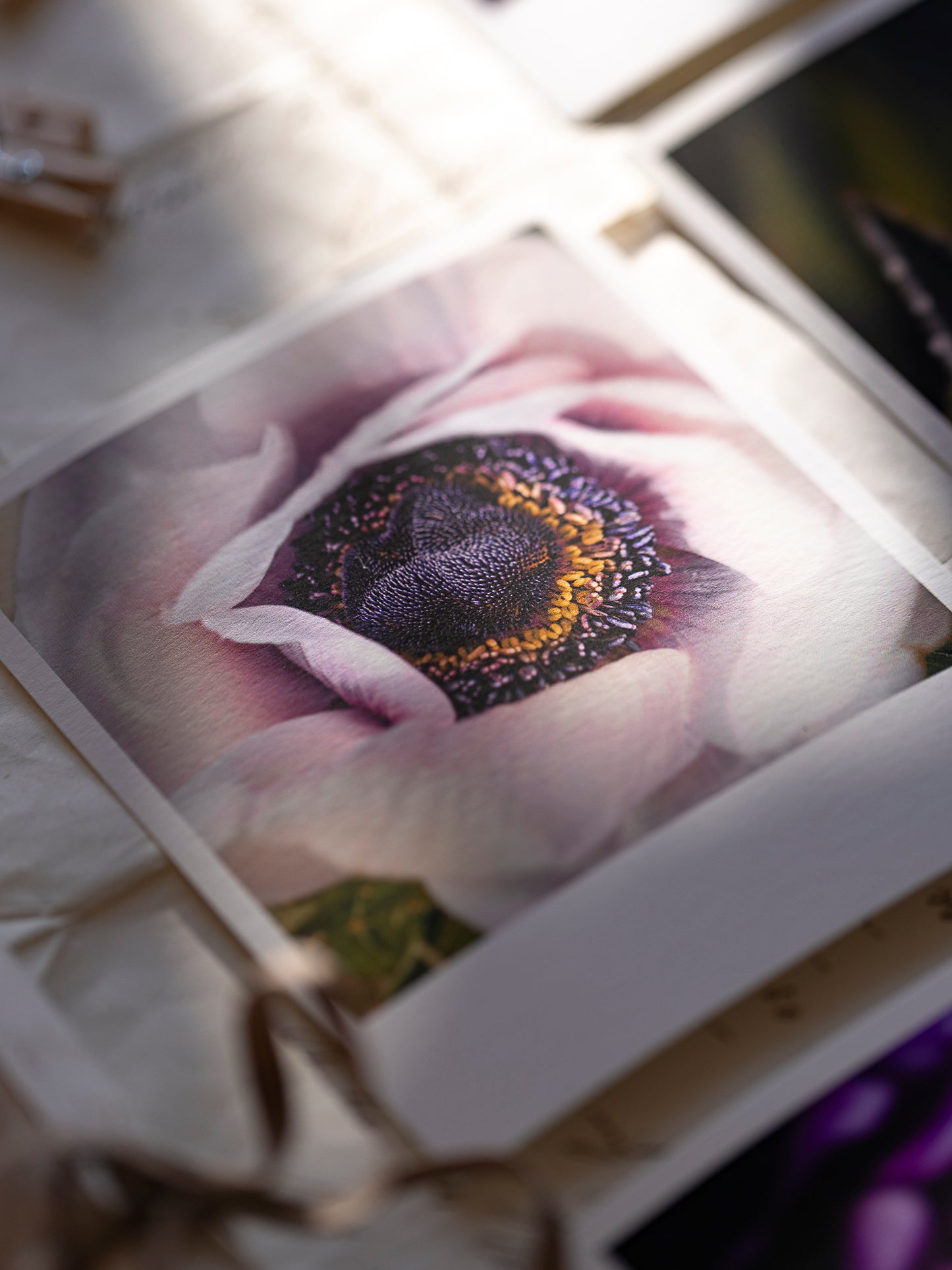 Die kleinen Feinen Violetta