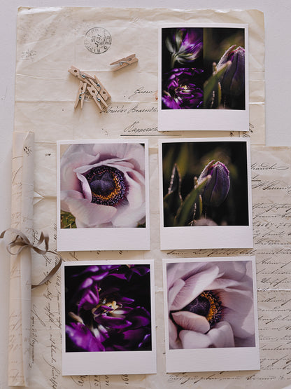 Die kleinen Feinen Violetta