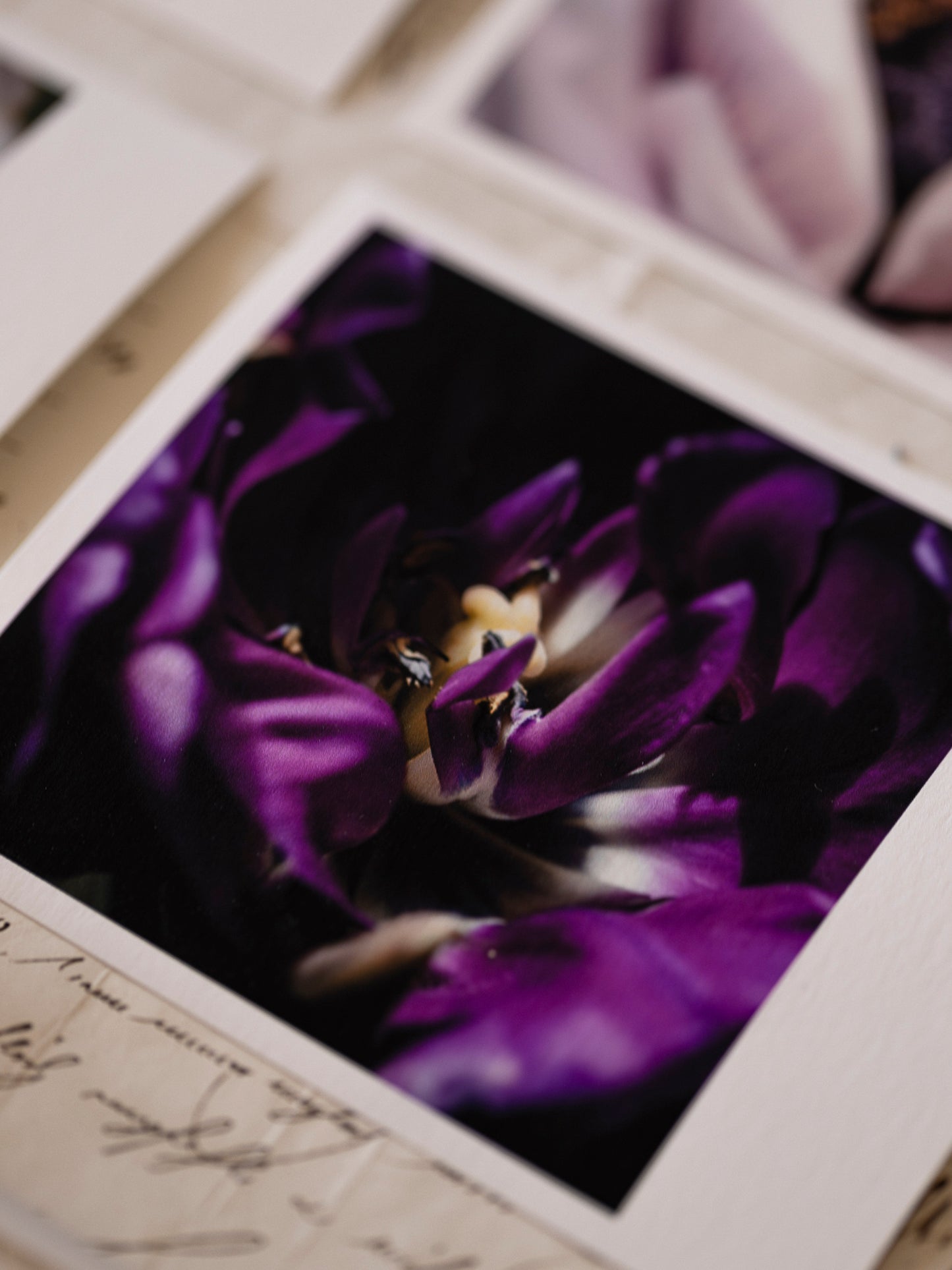 Die kleinen Feinen Violetta
