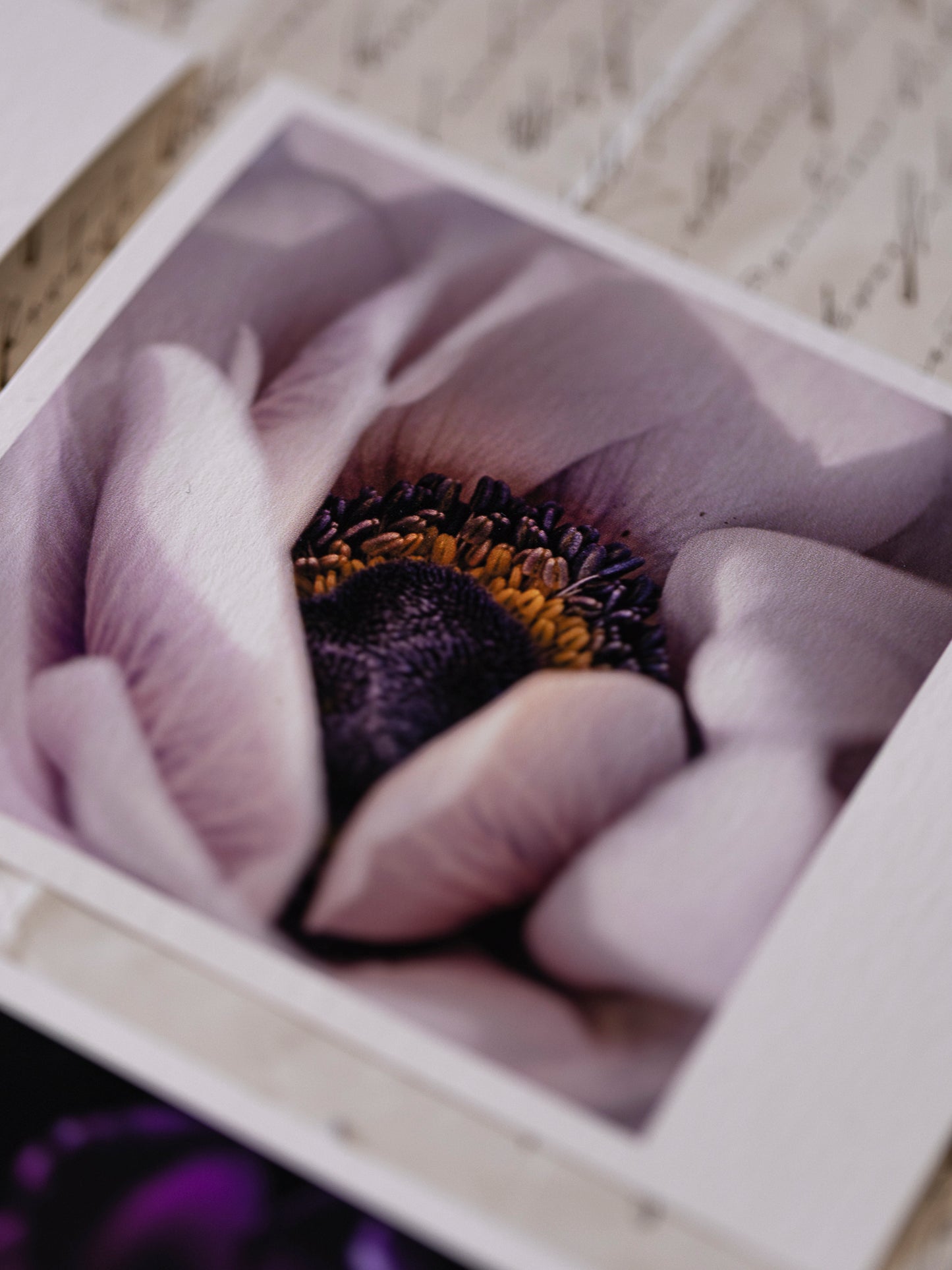 Die kleinen Feinen Violetta