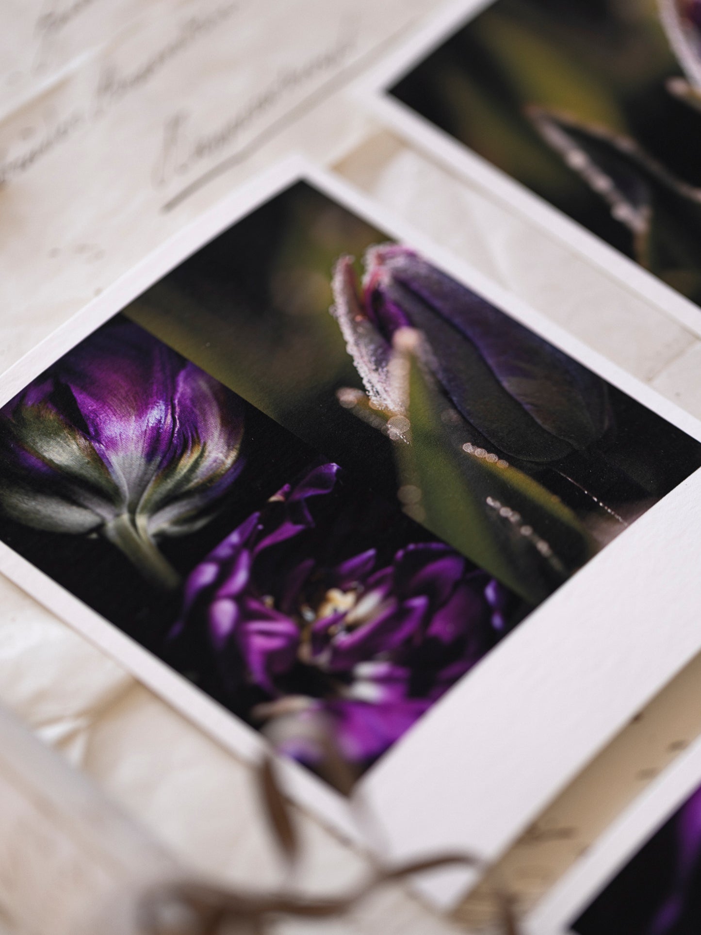 Die kleinen Feinen Violetta