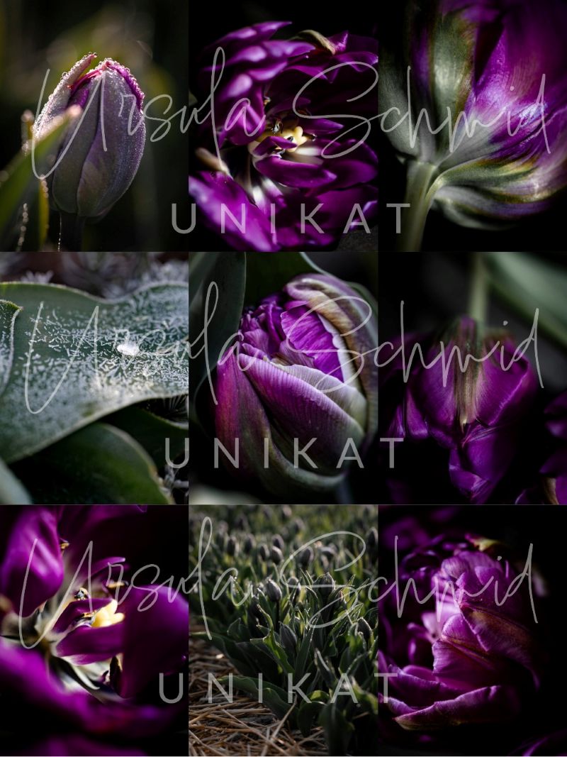 Violette Tulpen Makro-Collage – Naturfotos von UNIKAT Ursula Schmid