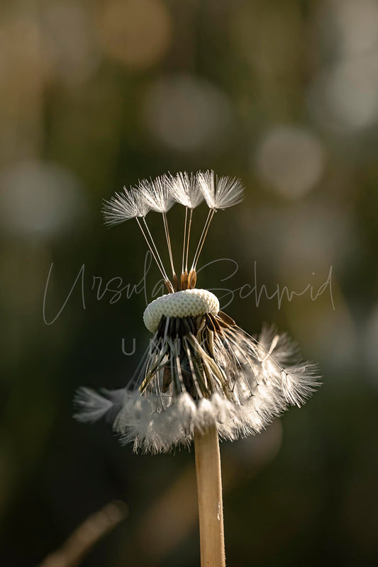 Festhalten & Loslassen - Digitales Foto zum Download