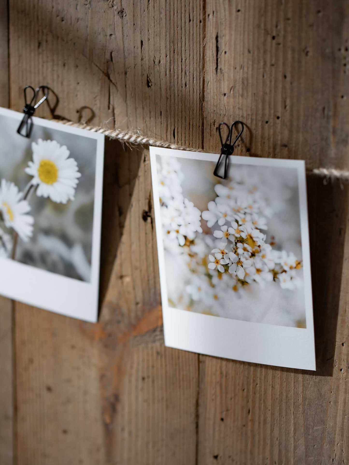 Die kleinen Feinen Blütenpracht