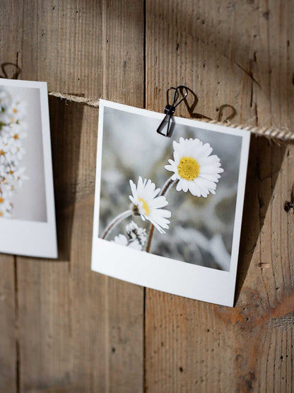 Die kleinen Feinen Blütenpracht