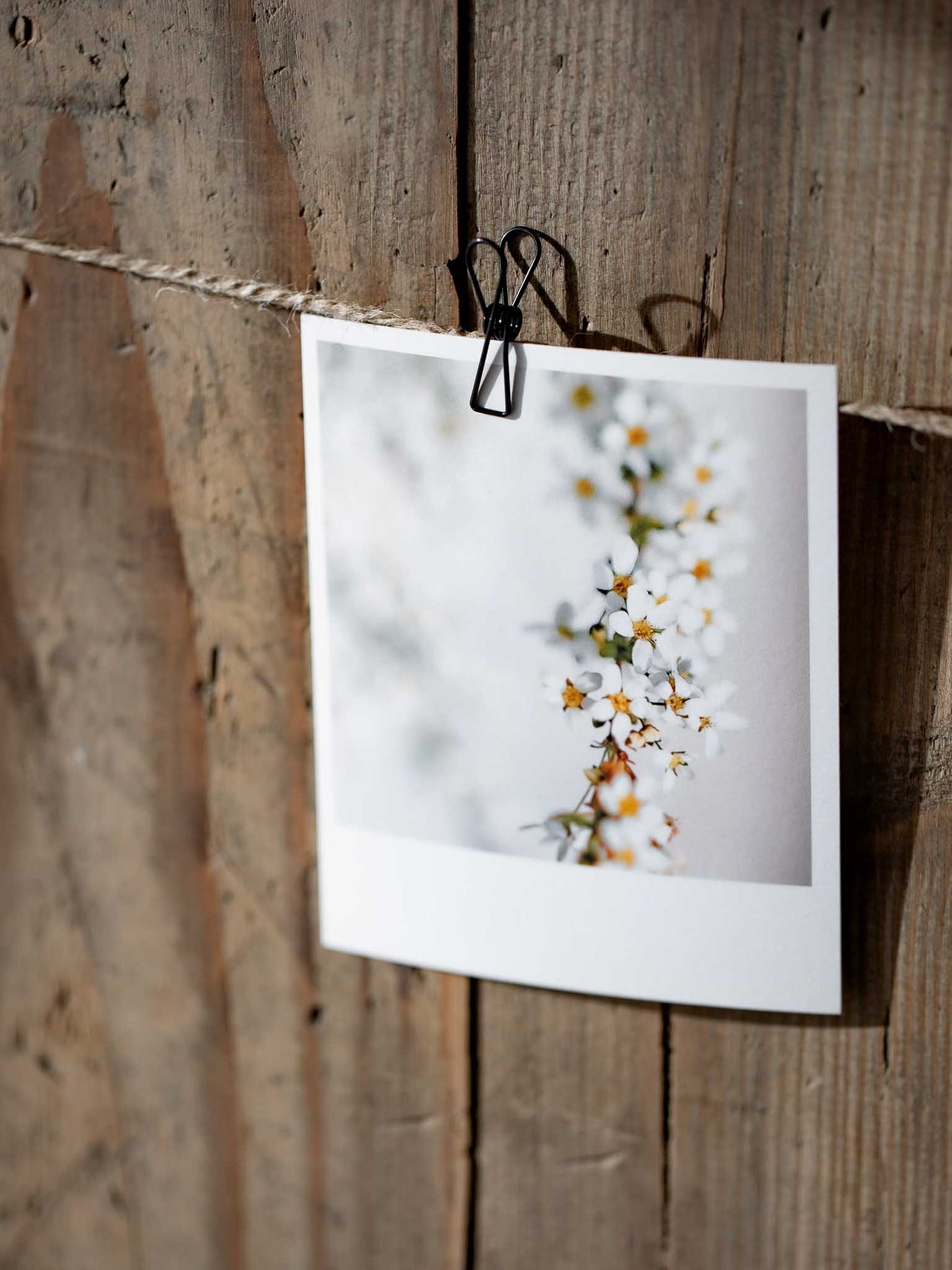 Die kleinen Feinen Blütenpracht