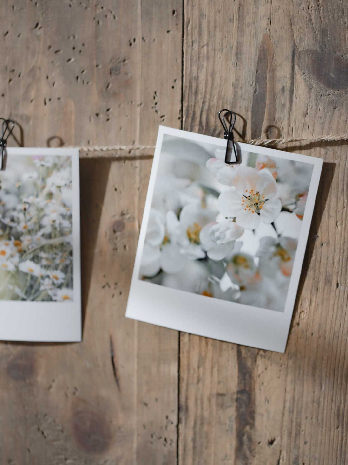 Die kleinen Feinen Blütenpracht