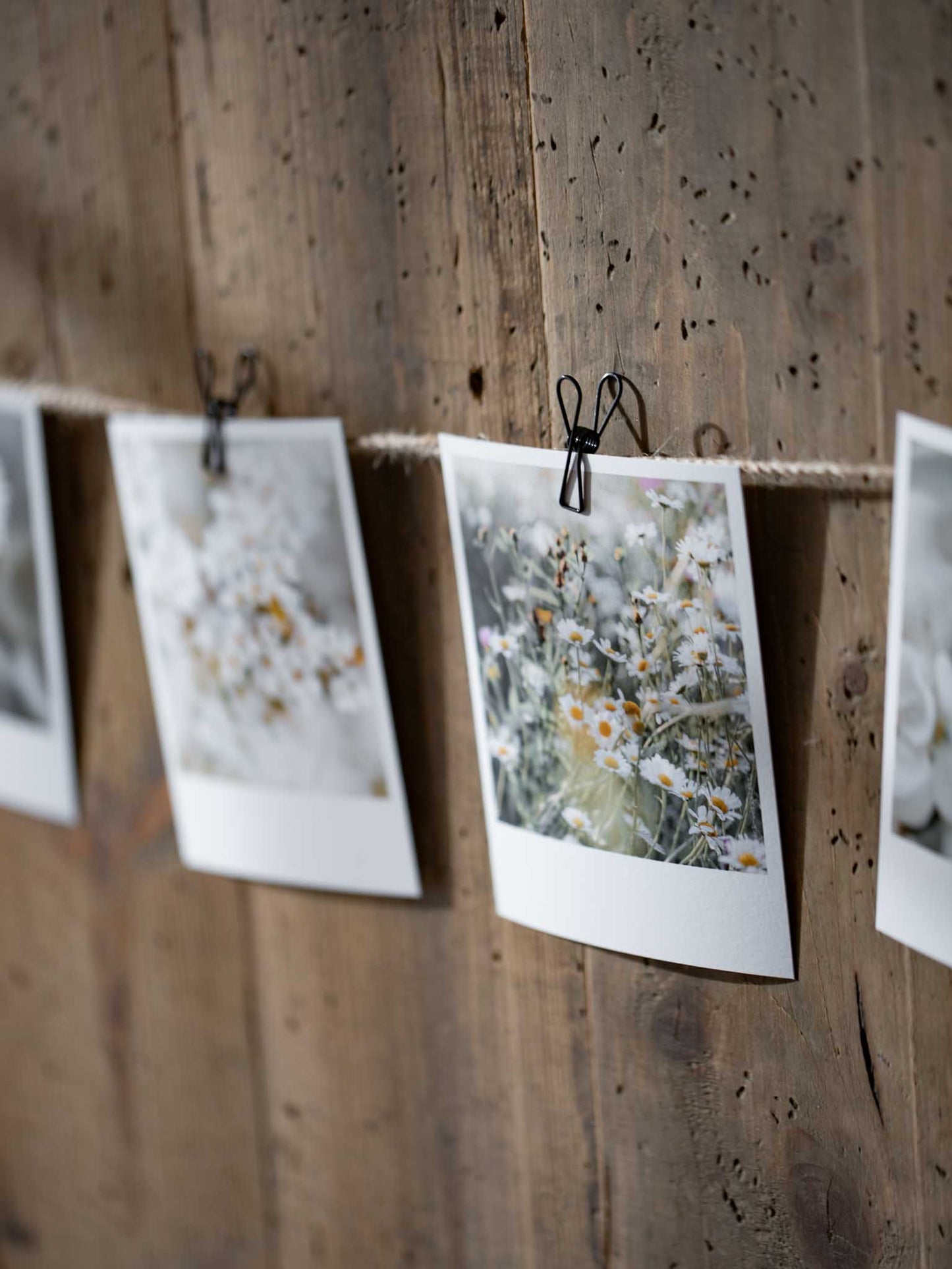 Die kleinen Feinen Blütenpracht