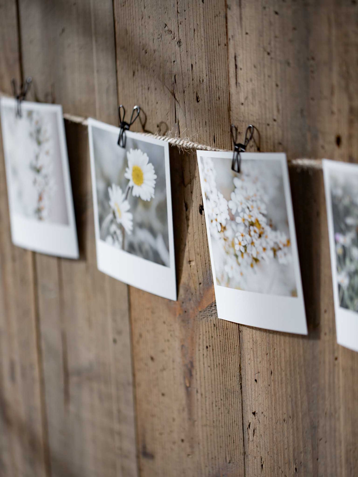 Die kleinen Feinen Blütenpracht