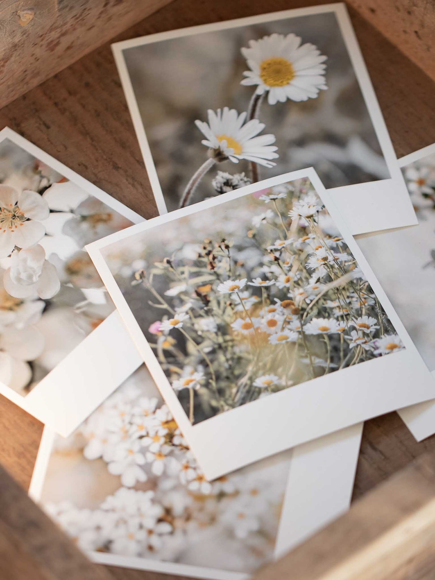 Die kleinen Feinen Blütenpracht