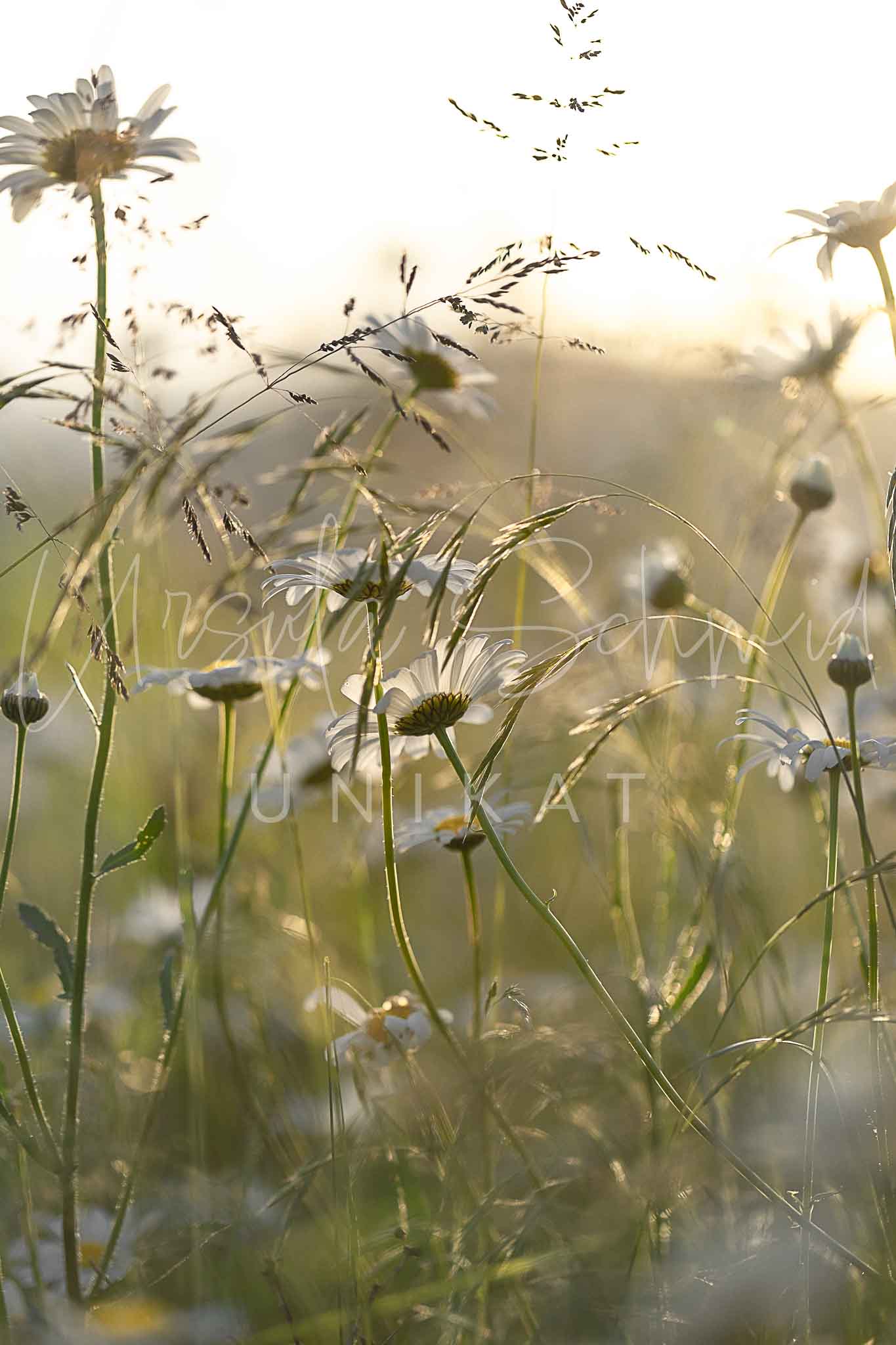 Margeriten im Abendlicht - Digitales Foto zum Download