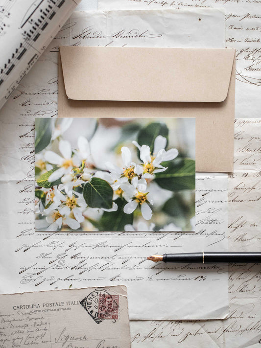 Postkarte Felsenbirne
